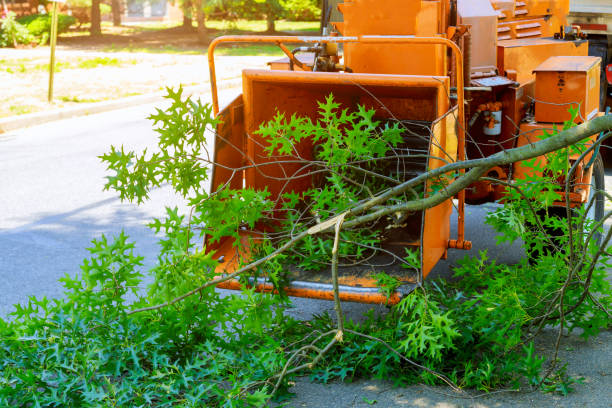 Best Emergency Tree Removal  in , NE